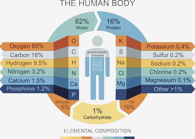 Our Body Functions | Vestacell Malaysia